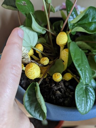 Yellow flowerpot fungus (Leucocoprinus birnbaumii)