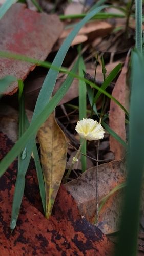 Fragile dapperling (Leucocoprinus fragilissimus)