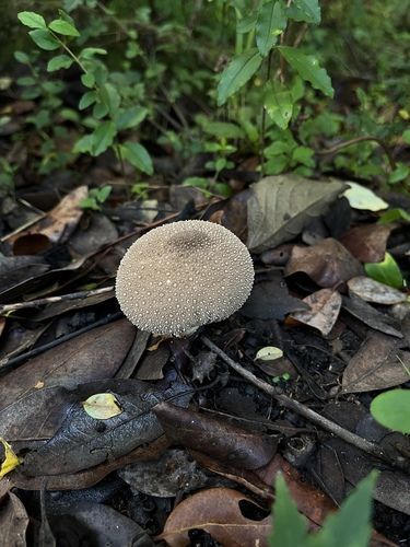 Common puffball (Lycoperdon perlatum)