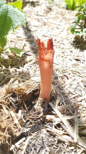 Lantern stinkhorn (Lysurus mokusin)