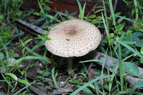 Graceful parasol (Macrolepiota clelandii)