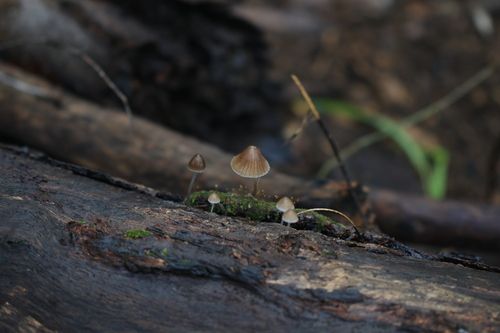 Mycena subgalericulata