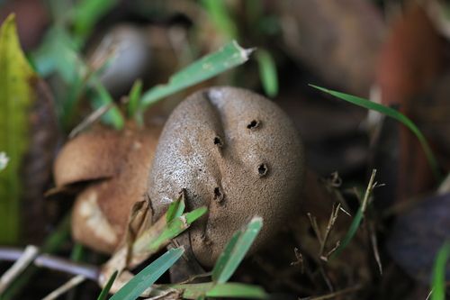 Australian pepperpot (Myriostoma australianum)