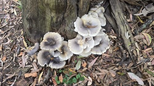 Ghost fungus (Omphalotus nidiformis)