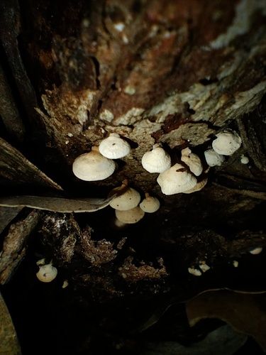 Panellus luxfilamentus