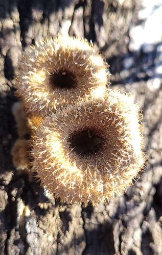 Hairy trumpet (Panus fasciatus)
