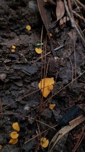 Yellow earth buttons (Phaeohelotium baileyanum)