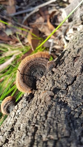 Phaeotrametes decipiens