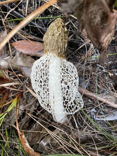 Bridal veil stinkhorn (Phallus indusiatus)