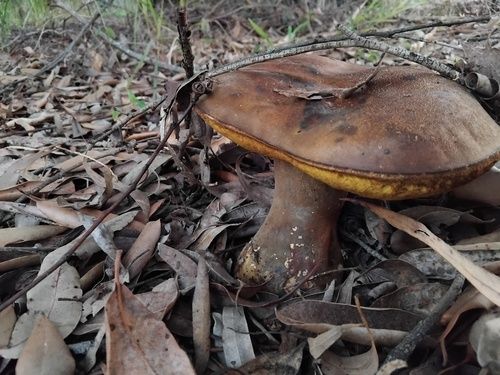 Salmon gum mushroom (Phlebopus marginatus)