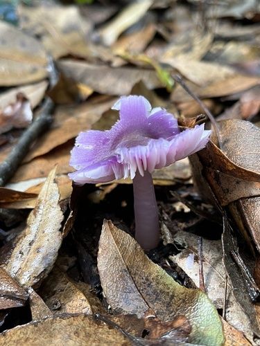 Mauve splitting waxcap (Porpolomopsis lewelliniae)