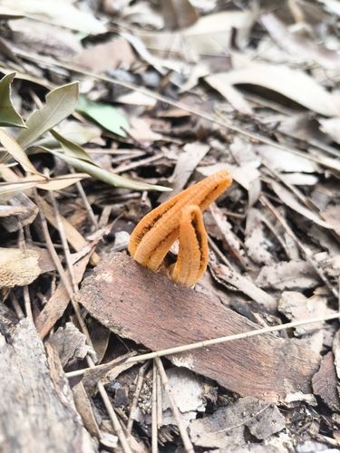 Stinky squid (Pseudocolus fusiformis)