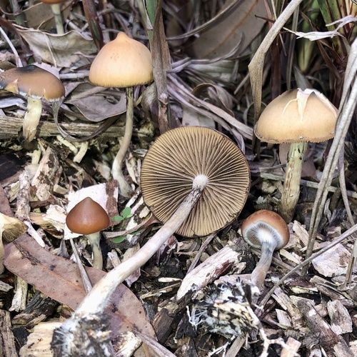 Psilocybe subaeruginosa