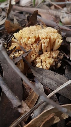 Ramaria capitata