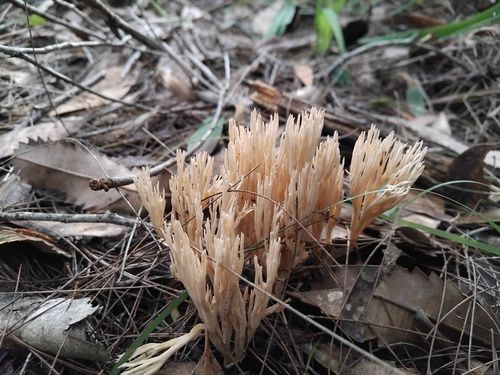 Ramaria filicicola