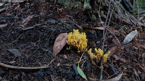 Ramaria lorithamnus