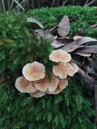 Rhodocollybia eucalyptorum
