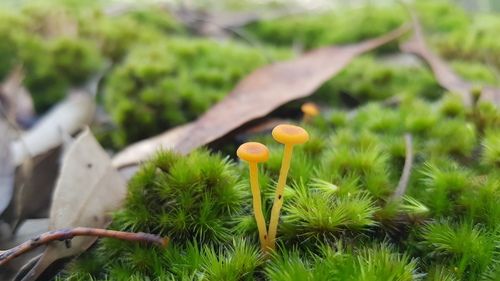 Orange moss navel (Rickenella fibula)