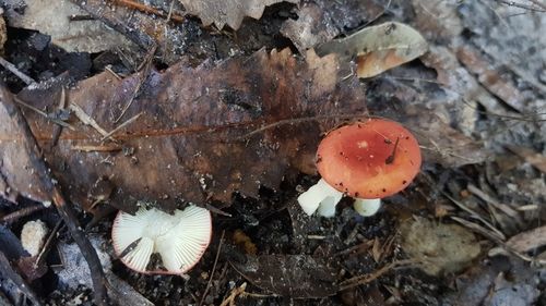 Russula persanguinea
