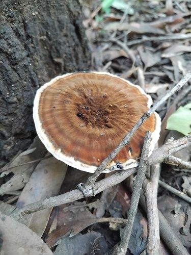 Red-staining stalked polypore (Sanguinoderma rude)