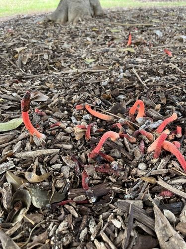 Devil's stinkhorn (Satyrus rubicundus)