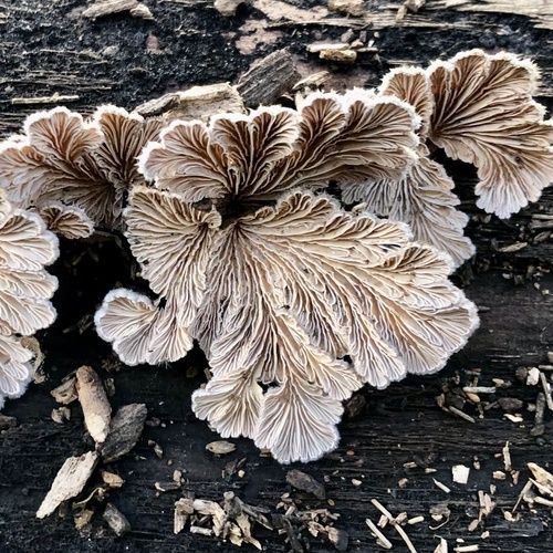 Split gill fungus (Schizophyllum commune)