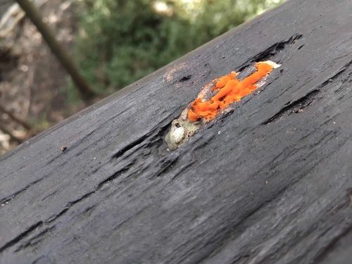 Scarlet bracket (Trametes coccinea)