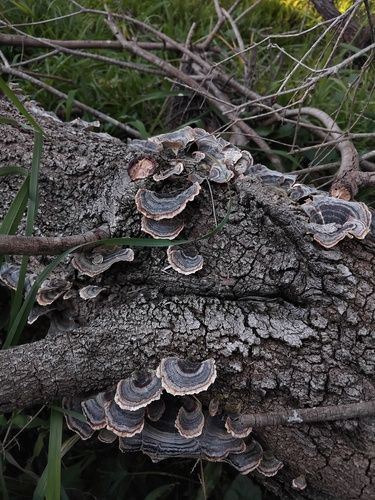 Turkey tail (Trametes versicolor)