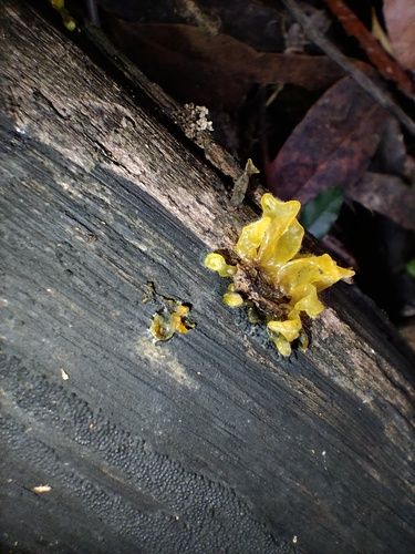 Snow fungus (Tremella fuciformis)