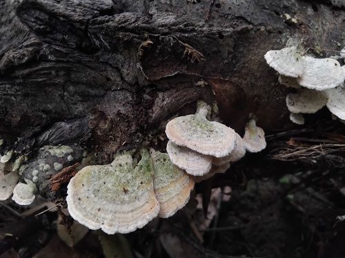Violet-toothed polypore (Trichaptum biforme)