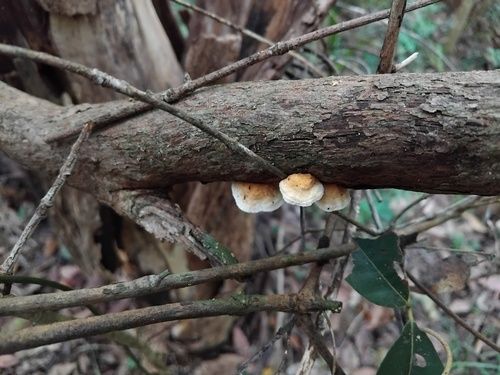 Truncospora ochroleuca