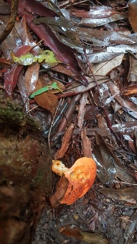 Burnt-orange bolete (Tylopilus balloui)