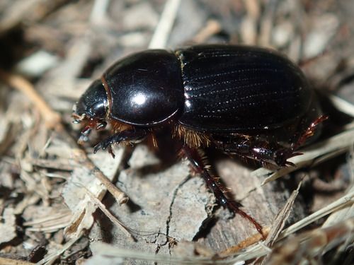Adult beetle (Heteronychus arator)
