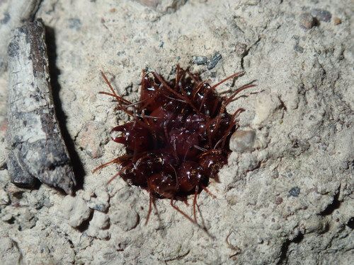 Meat ants on a nest (Iridomyrmex purpureus)