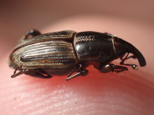 Adult weevil (Sphenophorus brunnipennis)