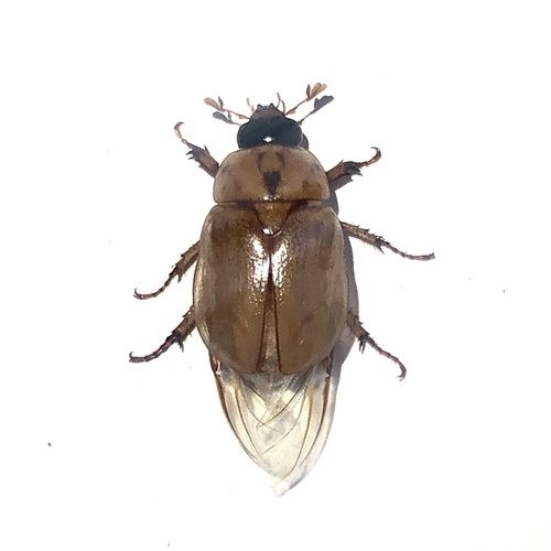Argentinian scarab adult (Cyclocephala signaticollis)