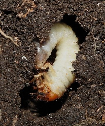 Typical curl grub shape (overseas relative) (Melolontha melolontha)