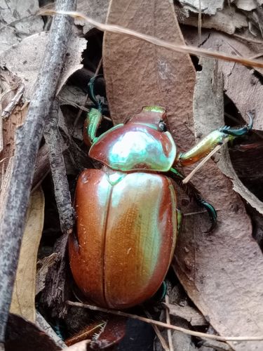 Christmas beetle adult (Anoplognathus viriditarsis)