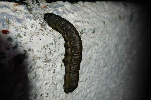 Cutworm caterpillar (Agrotis ipsilon)