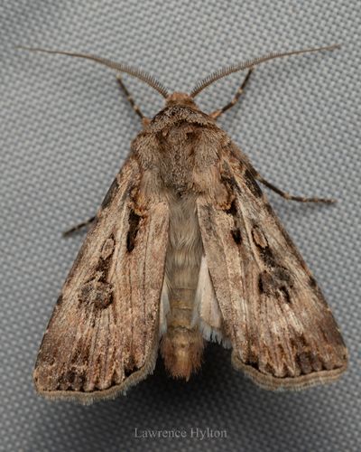 Adult moth (Agrotis munda)