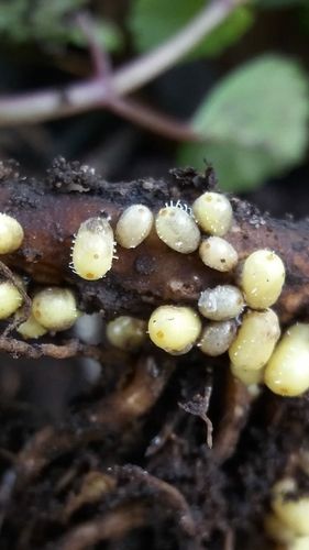 Ground pearl cysts (South American relative) (Eurhizococcus brasiliensis)