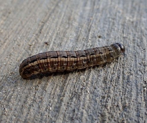 Caterpillar (Spodoptera mauritia)