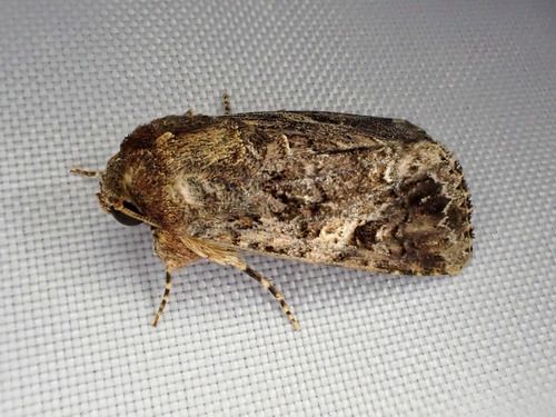 Adult moth (Spodoptera mauritia)