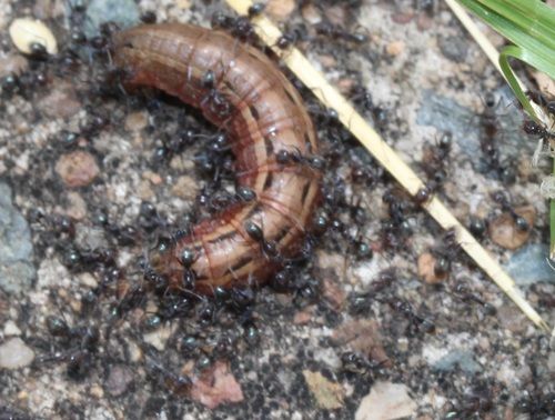 Common armyworm caterpillar (Pseudaletia convecta)