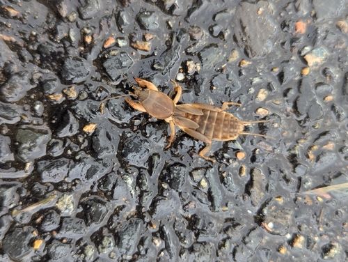 Mole cricket (Gryllotalpa australis)