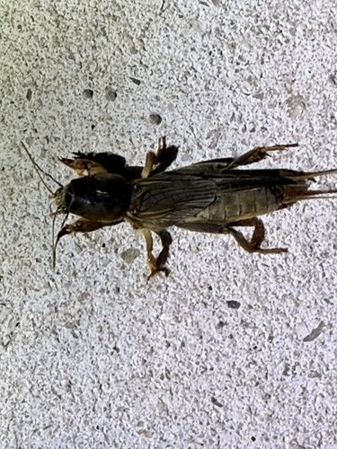 Mole cricket (Gryllotalpa australis)