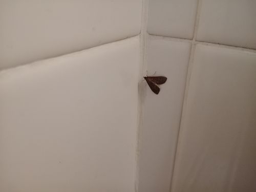 Adult moth (Herpetogramma licarsisalis)