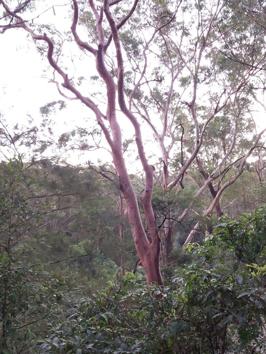 A pink-barked Sydney red gum leaning over sandstone bush in West Lindfield