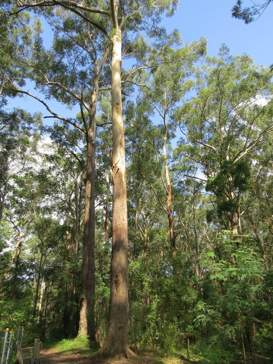 A tall, straight blackbutt trunk rising above the surrounding trees in Pymble