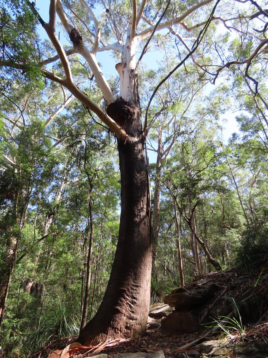 A tall blackbutt with rough grey bark on the lower trunk and smooth upper limbs in Turramurra